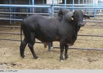 گاو سیستانی در معرض انقراض