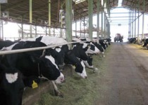 افزایش قیمت لبنیات به معنای کسب سود بیشتر از سوی تولیدکنندگان نیست