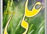 نرم‌افزار دانشنامه الفبایی حضرت علی(ع) +دانلود