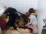 قتل عام بی رحمانه دختران دبیرستانی به وسیله داعش +تصاویر