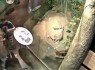 دستگیری زوج جوان توسط دوربین در حال دزدی بچه دایناسور