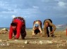 دانشمندان به دنبال راز خانواده چهاردست وپا +عکس