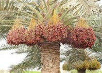 خرمای سیستان و بلوچستان روی دست کشاورزان مانده است