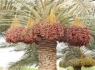 خرمای سیستان و بلوچستان روی دست کشاورزان مانده است
