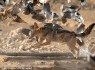 تصویری// وقتی پرندگان شغال را تحقیر می‌کنند