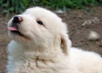 آمار تکان دهنده مصرف گوشت سگ در آمریکا