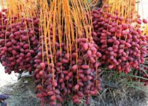 افزایش صادرات با تحول در زنجیره تولید/ کود و سم قلابی بلای جان درختان