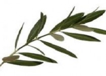 دارویی شگفت انگیز برای افرادی که حوصله لاغر شدن ندارند!