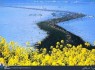پیاده‌روی عجیب وسط دریا!/عکس