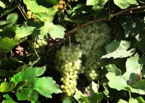 انگور خون ساز نیست، ولی...