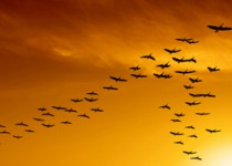 صاحبان گیتی ایران در معرض خطر انقراض هستند...