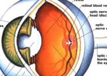 5 عامل که چشم شما را پرخون می‌کند