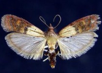 دلیل عجیب وزوز گوش یک مرد