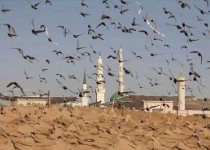 ماجرای درگیری مامور وهابی با استاد قرائتی در بقیع