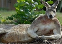 حیوانات خوش عکس!