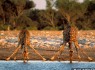 تصاویری زیبا و شگفت انگیز از دنیای جانوران