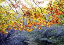 دلایل علمی تغییر رنگ درختان در فصل پاییز