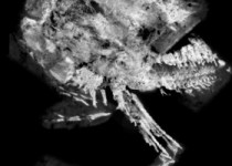 کشف یک فسیل 435 میلیون ساله از بندپایان