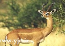 موجودات عجیبی که چیزی از آن ها نمی دانید +عکس