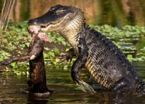 عجیب و دیدنی از دنیای حیوانات