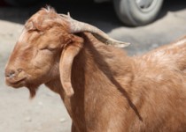 بازار داغ فروش گوسفند در زاهدان+تصاویر