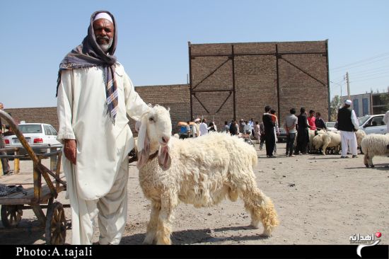 بازار داغ فروش گوسفند در زاهدان+تصاویر