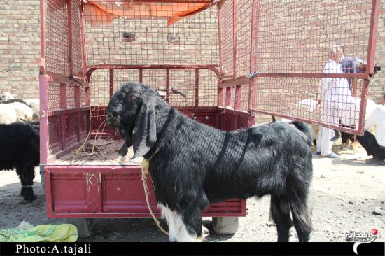بازار داغ فروش گوسفند در زاهدان+تصاویر