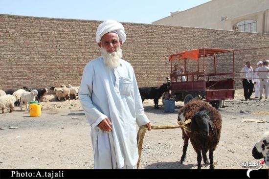 بازار داغ فروش گوسفند در زاهدان+تصاویر