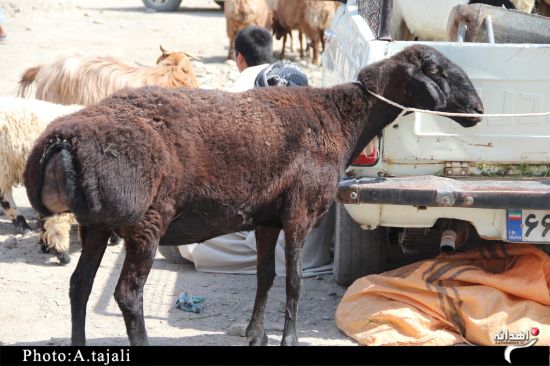 بازار داغ فروش گوسفند در زاهدان+تصاویر