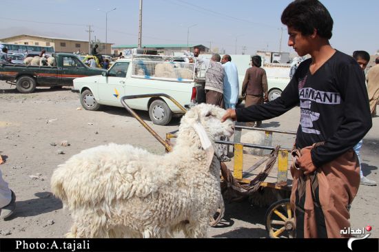 بازار داغ فروش گوسفند در زاهدان+تصاویر