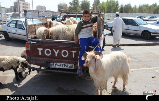 بازار داغ فروش گوسفند در زاهدان+تصاویر