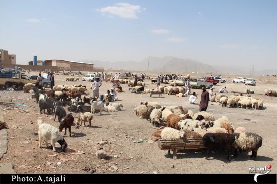 بازار داغ فروش گوسفند در زاهدان+تصاویر