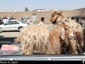 بازار داغ فروش گوسفند در زاهدان+تصاویر