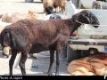 بازار داغ فروش گوسفند در زاهدان+تصاویر