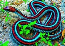 علت لرزش زبان مارها