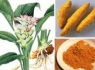 اثرات حیرت انگیز زردچوبه