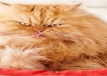 اخموترین گربه دنیا +عکس