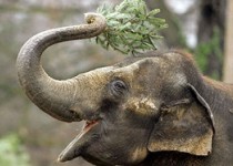 توانایی شگفت انگیز فیل در هواشناسی