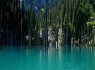 جنگل‌هایی در دل آب + تصاویر