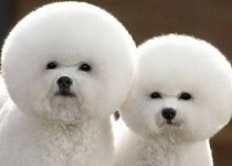 عکس حیوانات دوقلو!