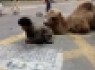 گدایی کردن با شتر در چین +عکس