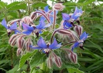 تقویت کلیه ها با این نوشیدنی معجزه آسا