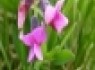 گلی که تشنگی و گرسنگی را از بین می‌برد +عکس