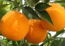 خوراکی‌هایی علیه خستگی