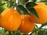 خوراکی‌هایی علیه خستگی