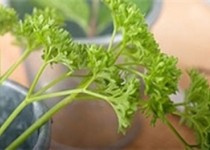 رفع بوی بد دهان با این سبزی معطر! رفع بوی بد دهان با این سبزی معطر!