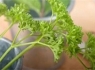 رفع بوی بد دهان با این سبزی معطر!