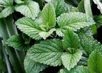 از فواید بی شمار نعناع چه می دانید؟