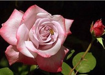 اهمیت بوی خوش از نظر پیامبر«صلی الله علیه و آله وسلم»