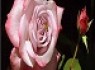 پردرآمدترین و کم درآمدترین خانوارهای ایرانی